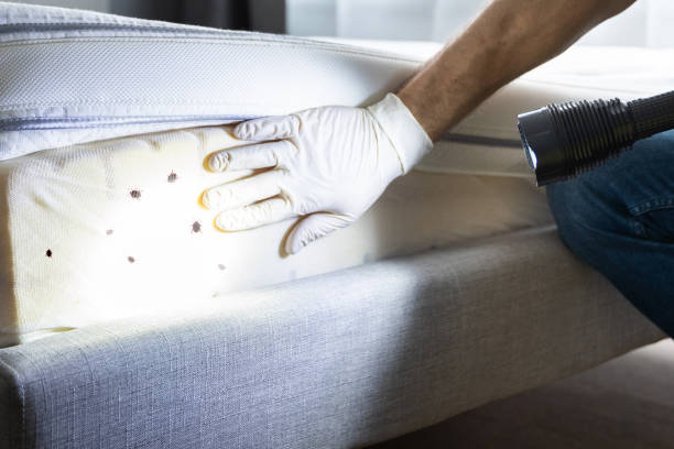 Best Mosquito Control Services  in Northford, CT
