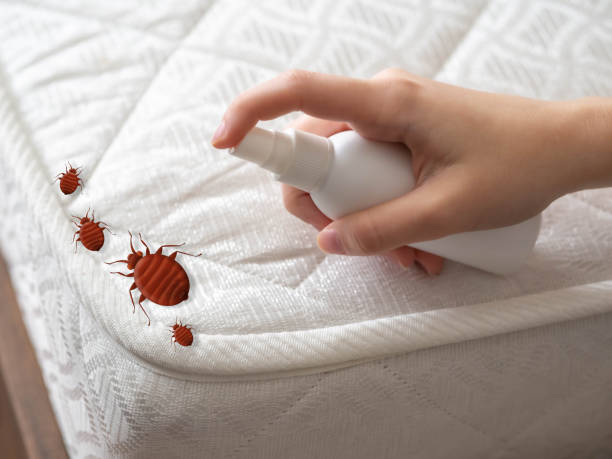 Best Emergency Pest Control  in Northford, CT