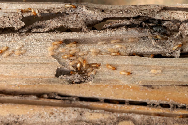 Best Bed Bug Extermination  in Northford, CT